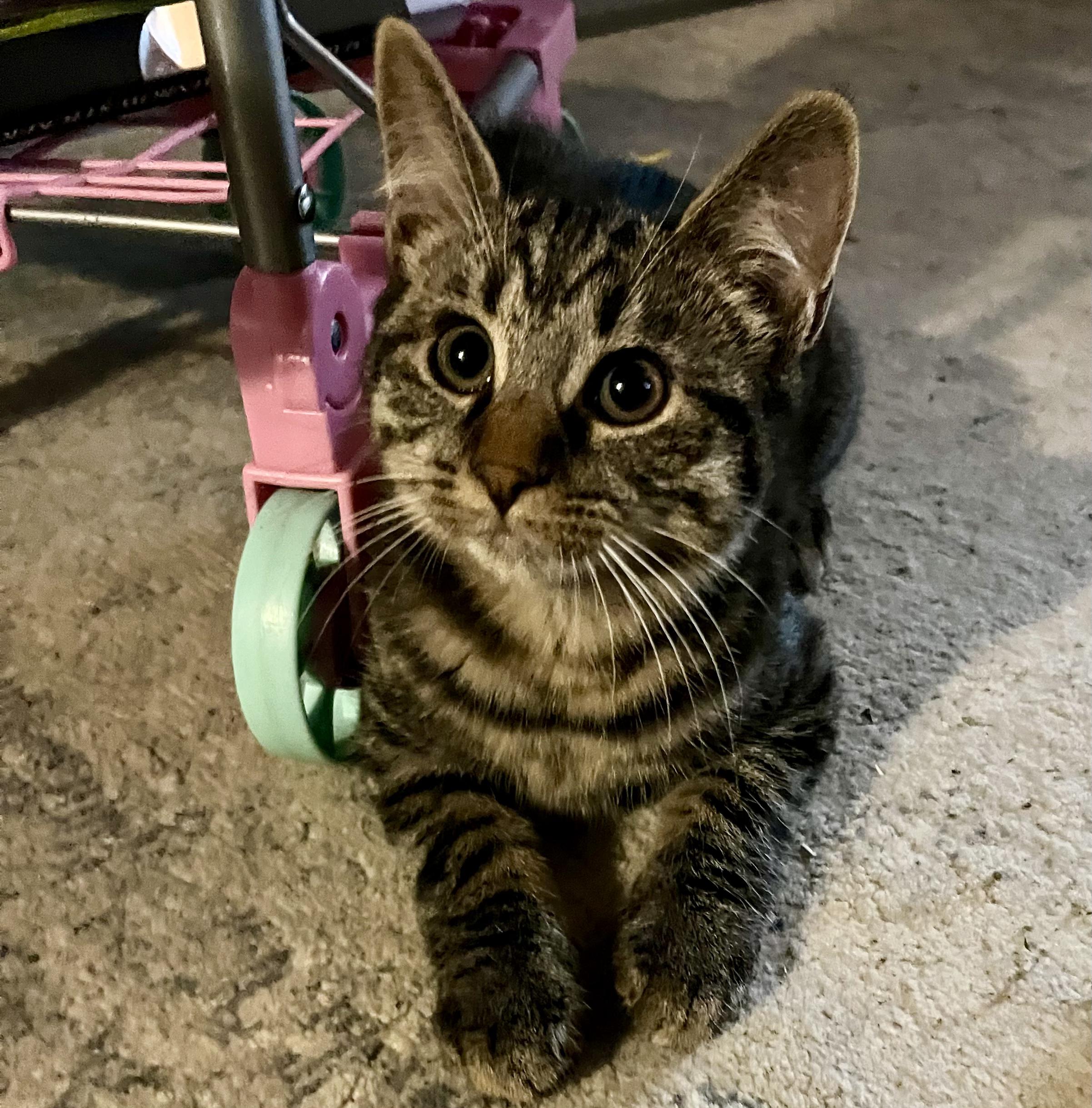 Enlarge Chase, a ADOPTABLE Domestic Short Hair in Elkland, PA image 3/4