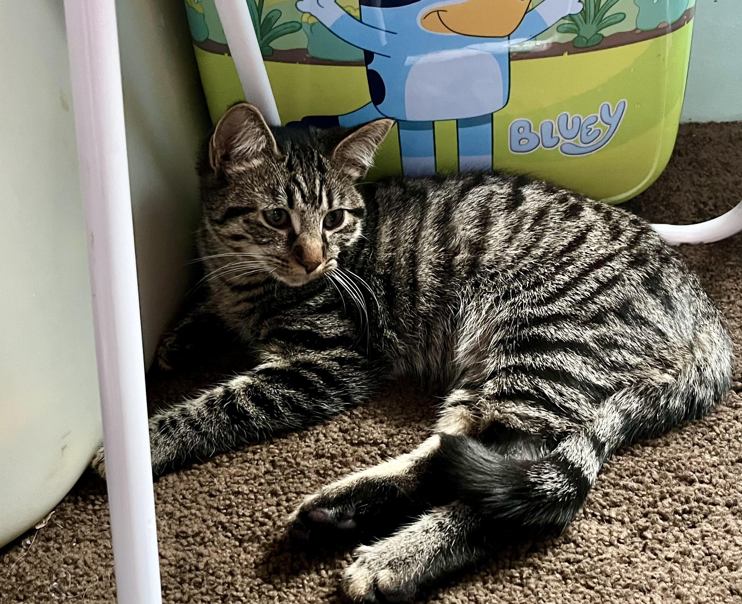 Enlarge Chase, a ADOPTABLE Domestic Short Hair in Elkland, PA image 4/4