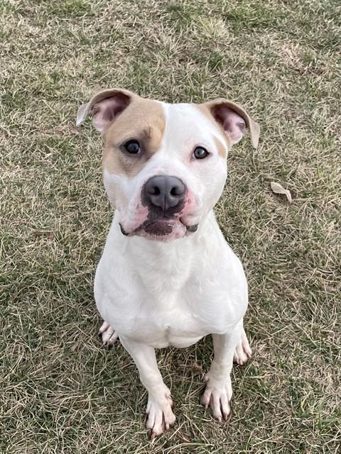 Enlarge MACK, a Adoptable Pit Bull Terrier in Lees Summit, MO image 1/1