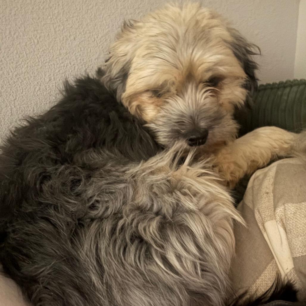 Enlarge Poppy, a Adoptable mixed breed in Ennis, TX image 2/6