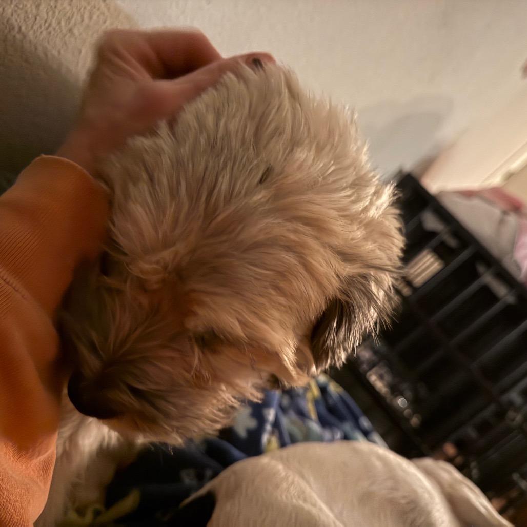 Poppy, Adoptable, Adult Female Terrier.