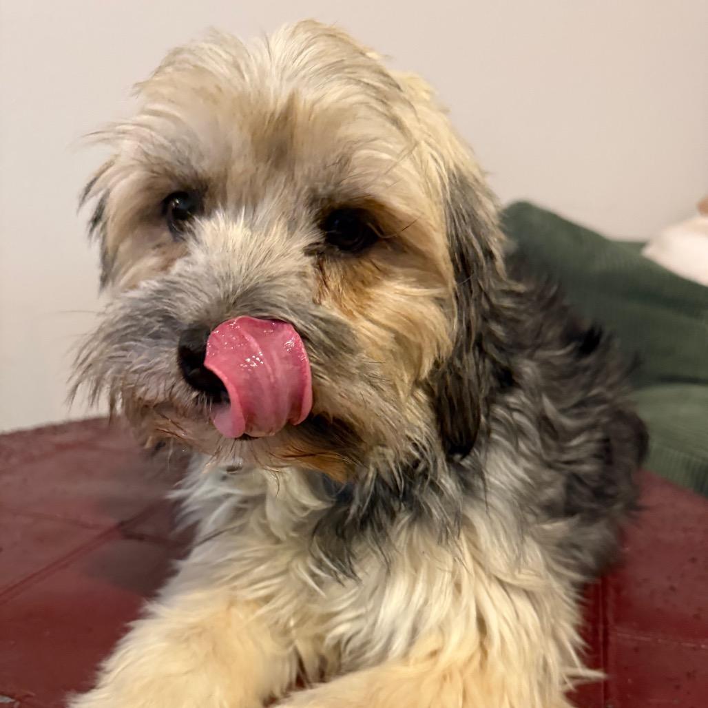 Enlarge Poppy, a Adoptable mixed breed in Ennis, TX image 4/6