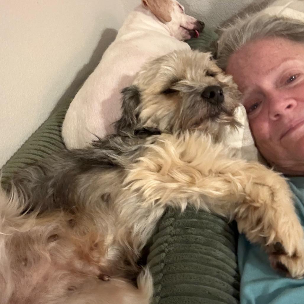 Enlarge Poppy, a Adoptable mixed breed in Ennis, TX image 5/6