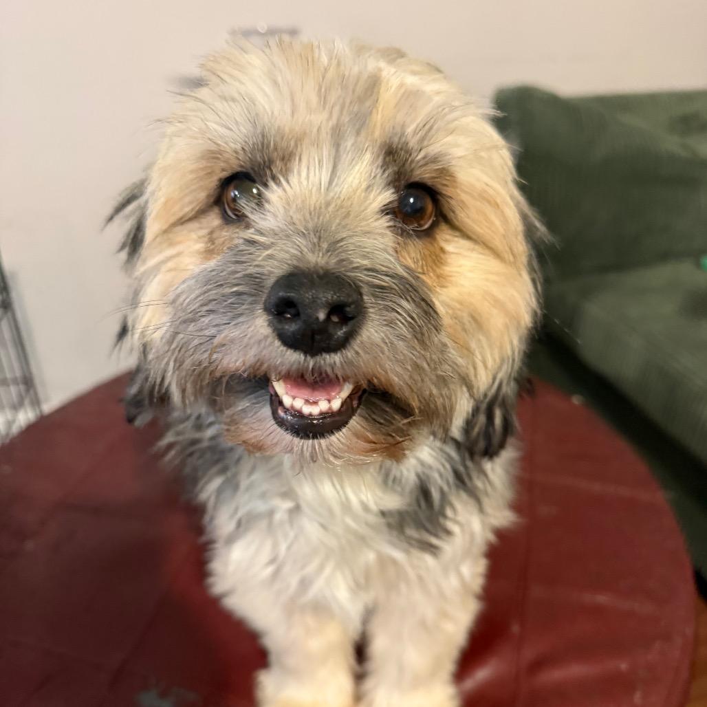 Poppy, Adoptable, Adult Female Schnauzer & Border Terrier.