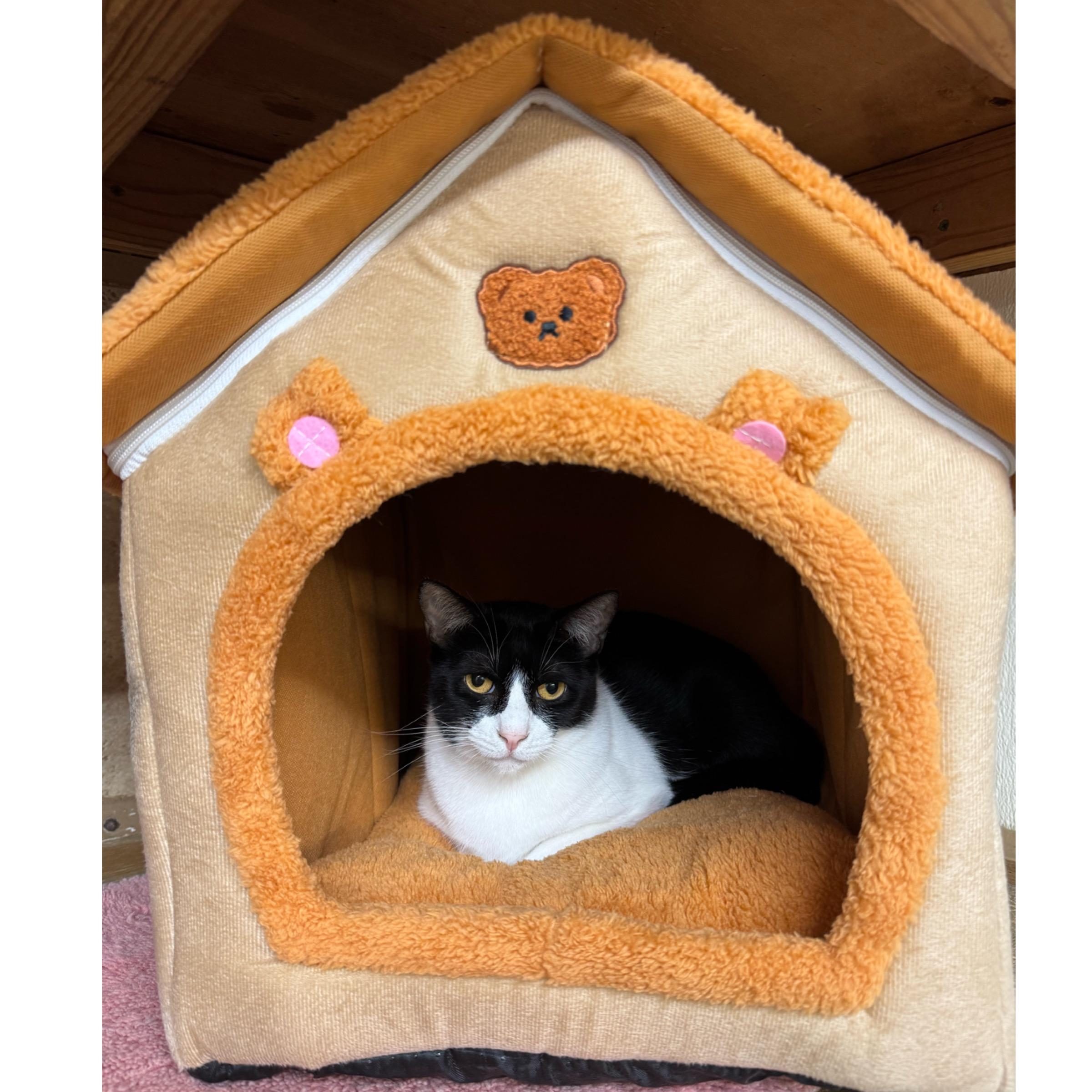 Penelope — thumbnail 2