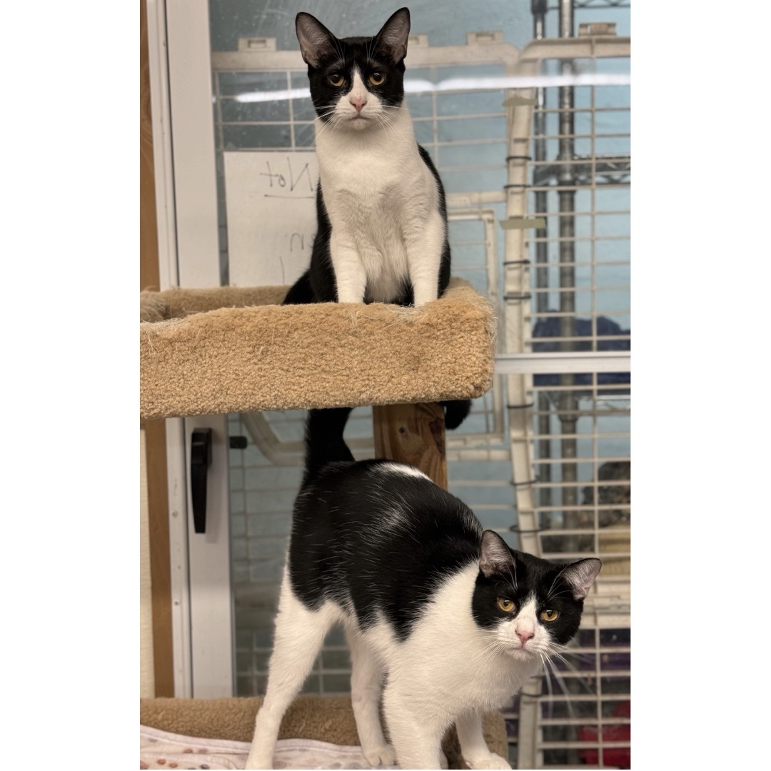 Penelope — thumbnail 3