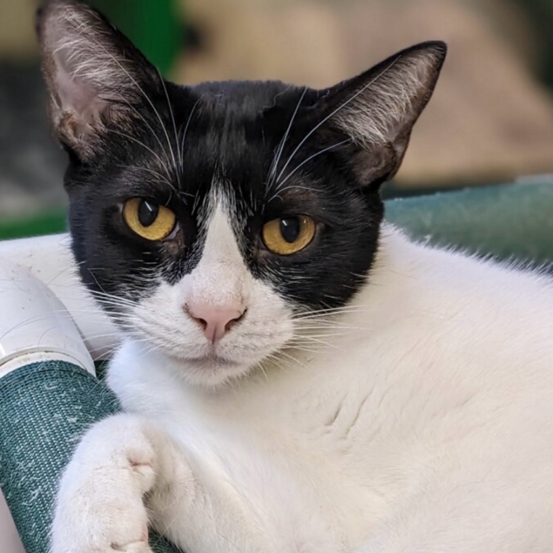 Penelope — thumbnail 4