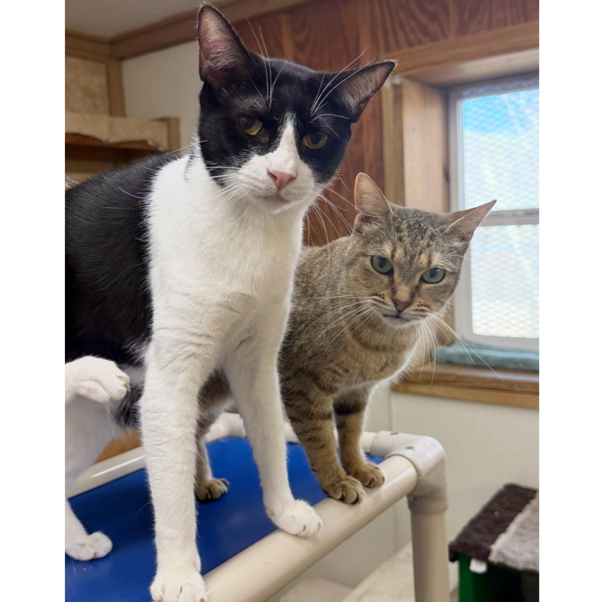 Penelope — thumbnail 5