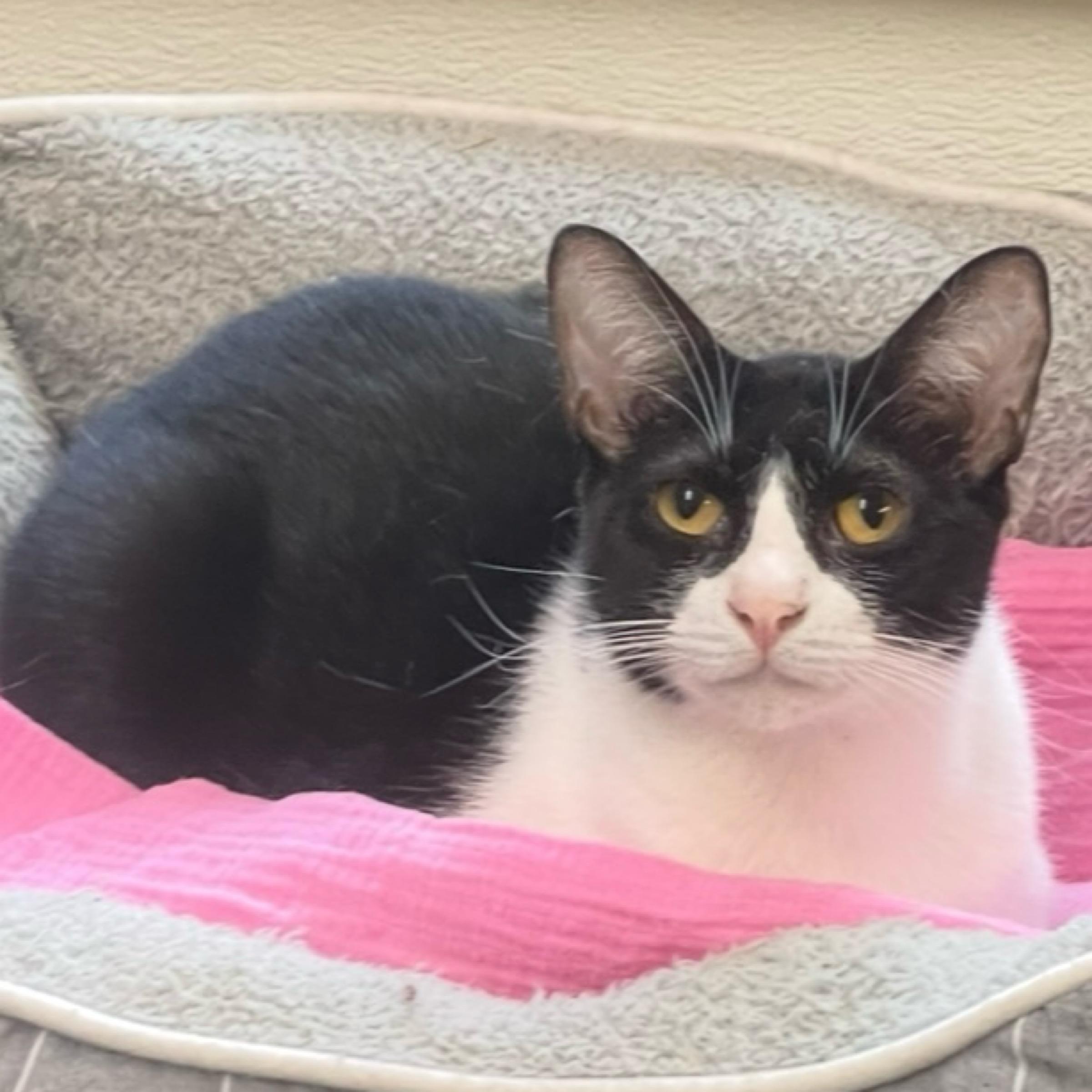 Penelope — thumbnail 6