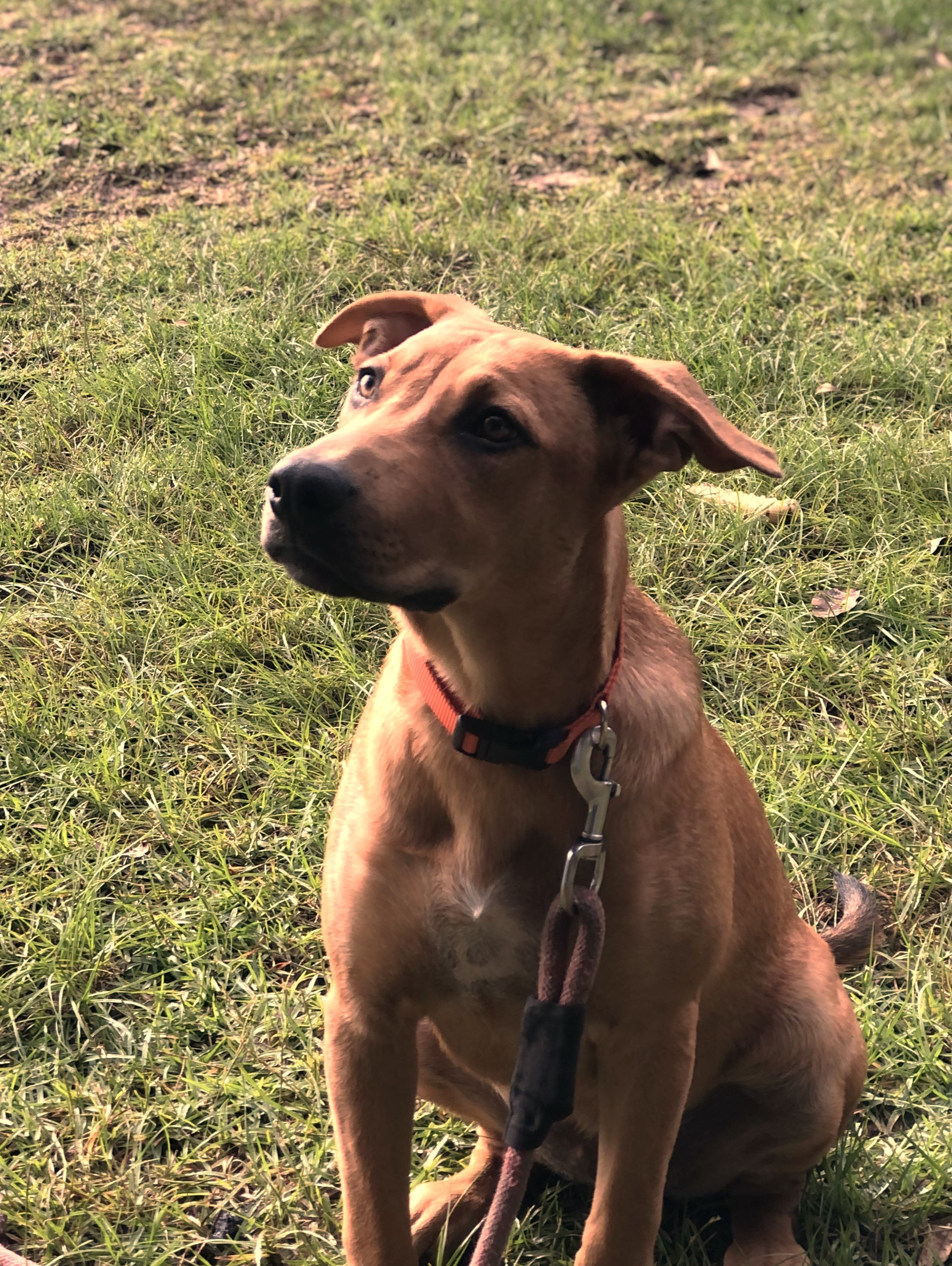 Jazzy, a Other Labrador Retriever in Jesup, GA image 1/4