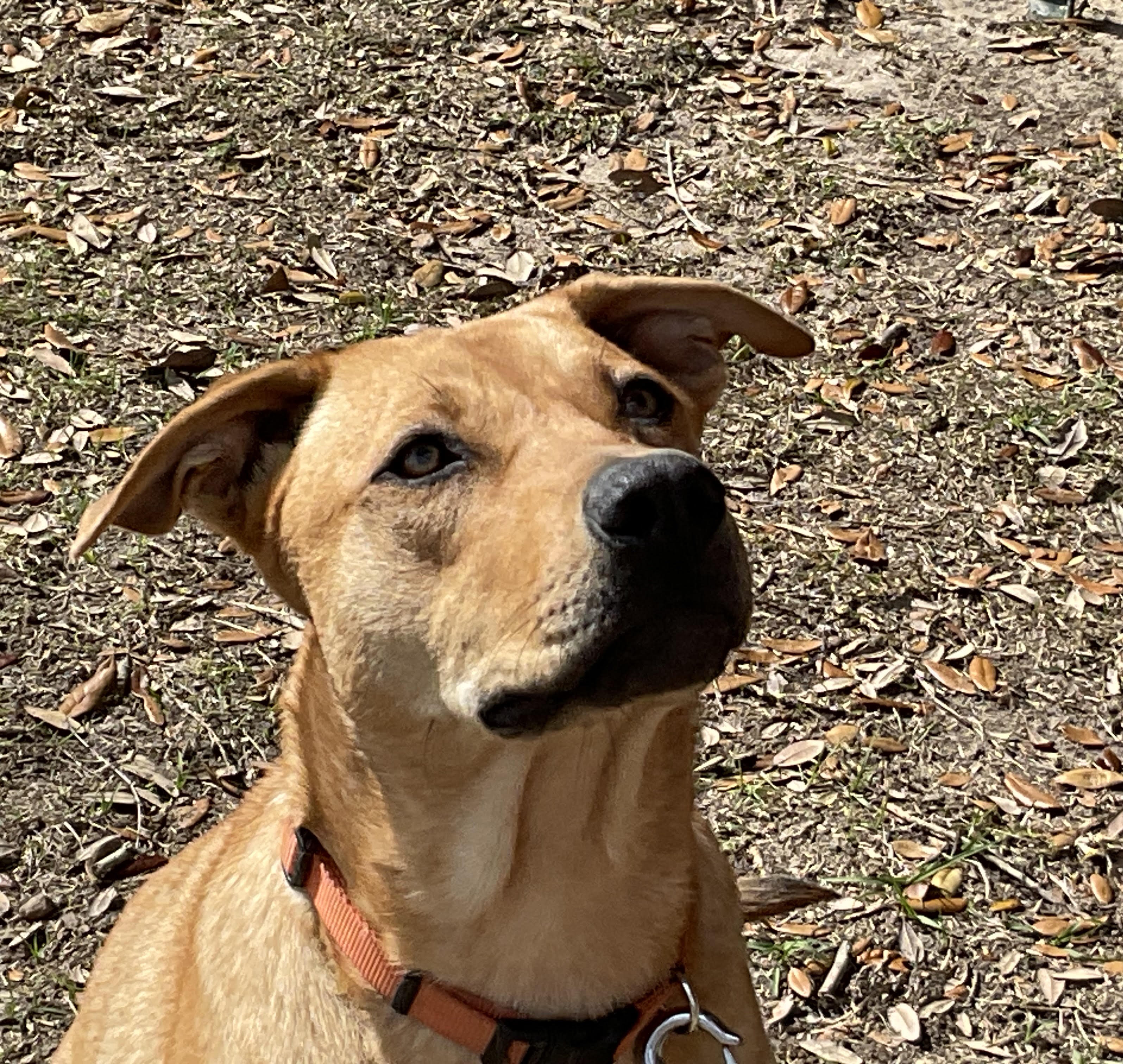Jazzy, a Other Labrador Retriever in Jesup, GA image 4/4