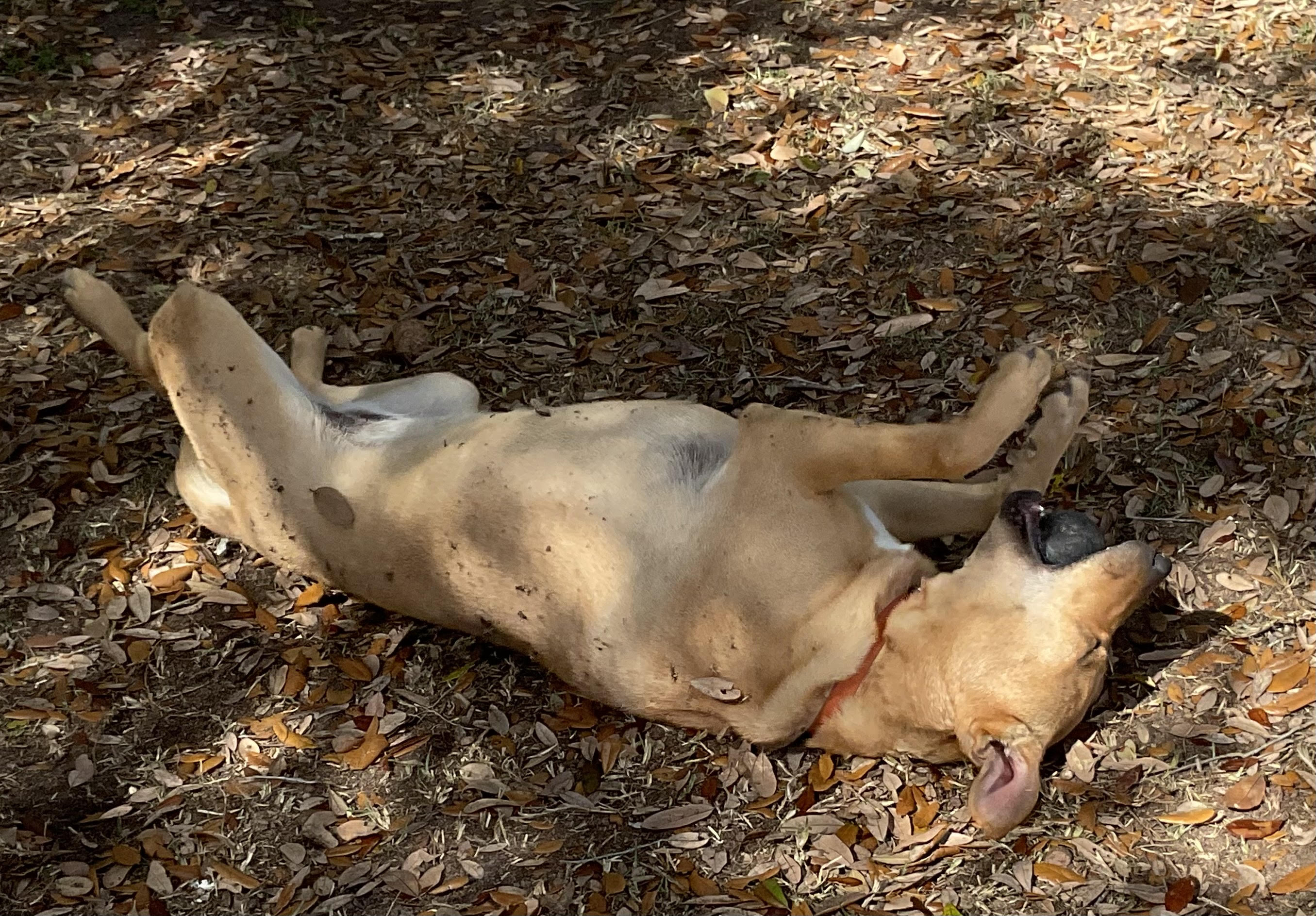 Jazzy, a Other Labrador Retriever in Jesup, GA image 2/4