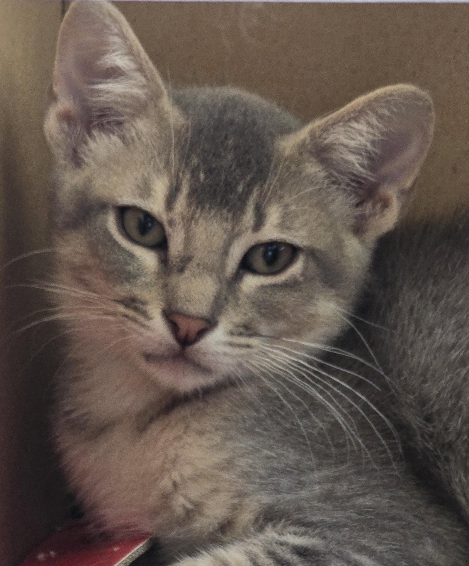 Rotini, a Adoptable Domestic Short Hair in Rowlett, TX image 1/3