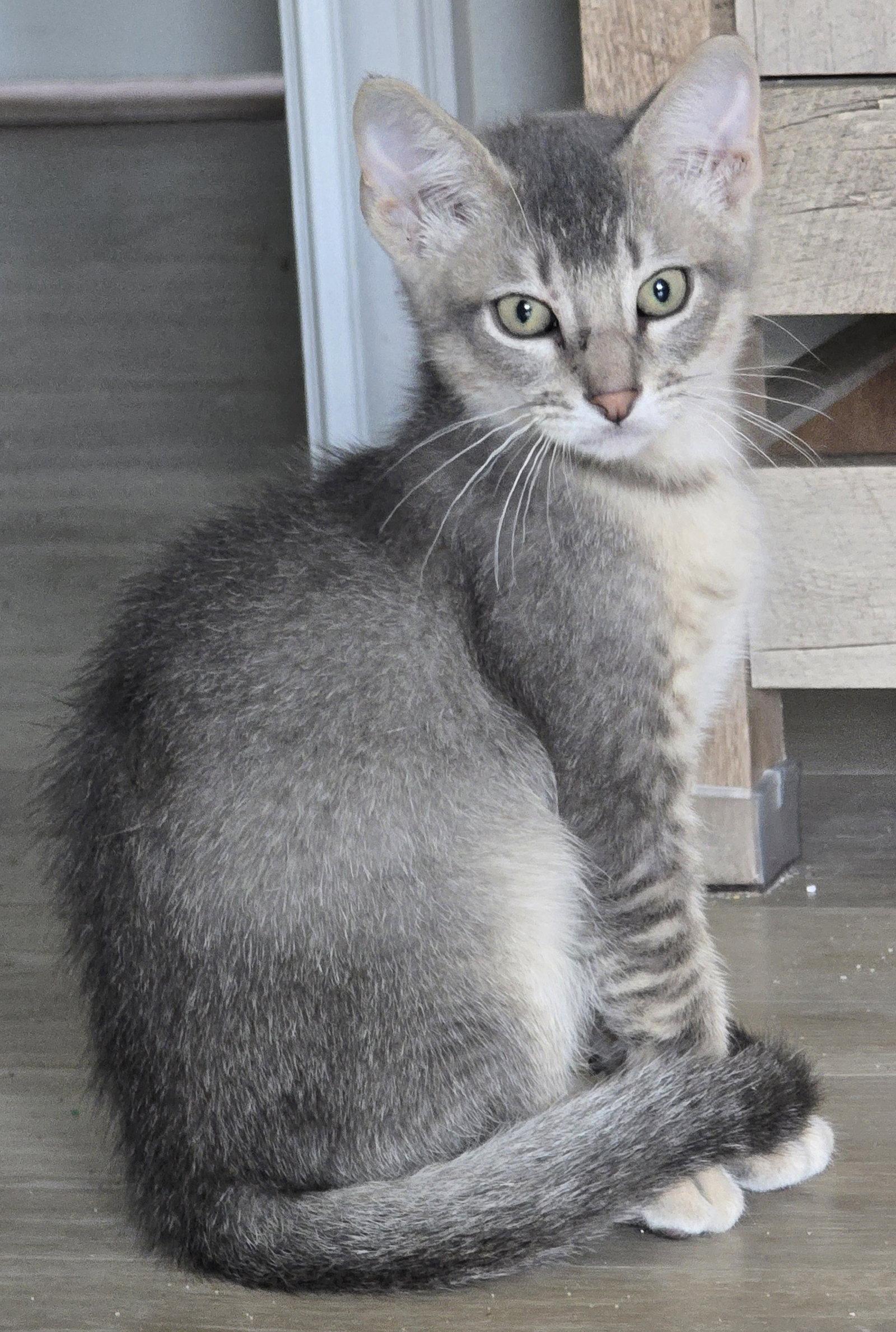 Rotini, a Adoptable Domestic Short Hair in Rowlett, TX image 2/3