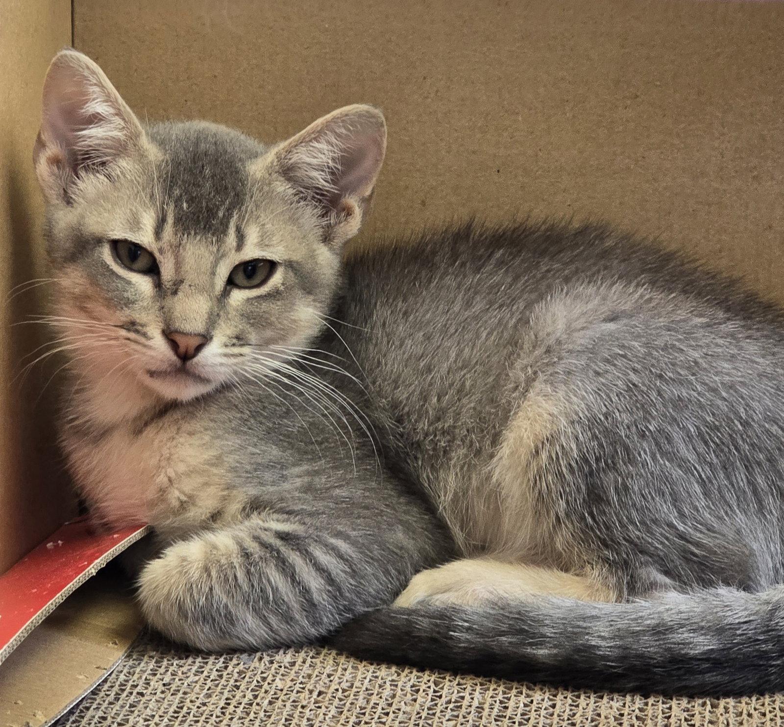 Rotini, a Adoptable Domestic Short Hair in Rowlett, TX image 3/3