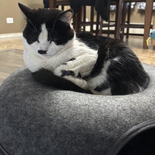 Eva, Adoptable, Young Female Domestic Short Hair.