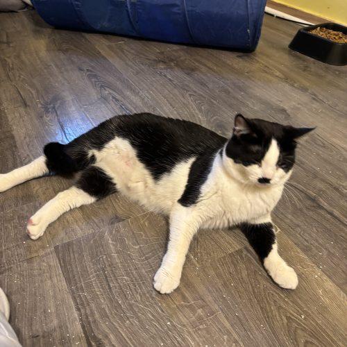 Eva, Adoptable, Young Female Domestic Short Hair.