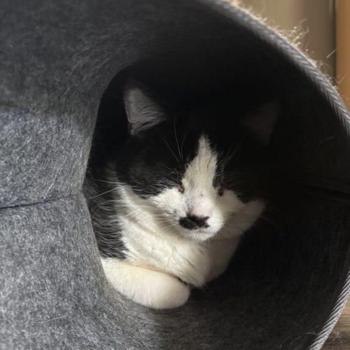 Eva, a Adoptable Domestic Short Hair in Kirksville, MO image 2/5