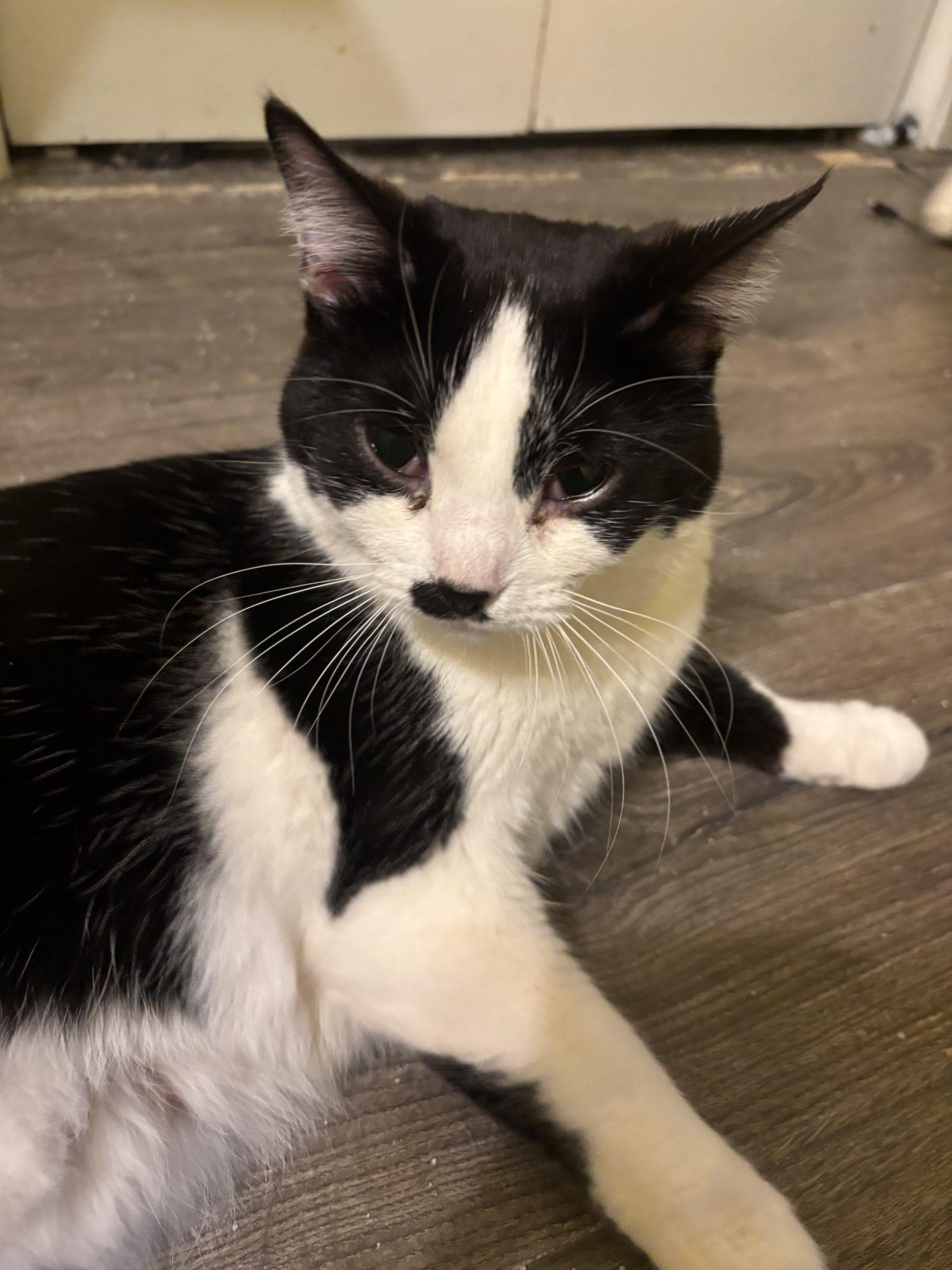 Enlarge Eva, a Adoptable Domestic Short Hair in Kirksville, MO image 2/4