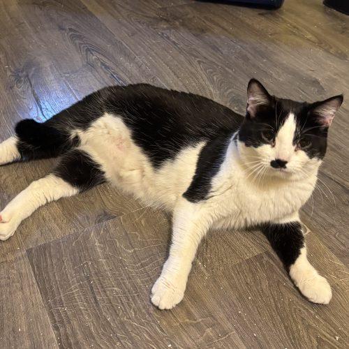 Enlarge Eva, a Adoptable Domestic Short Hair in Kirksville, MO image 3/4