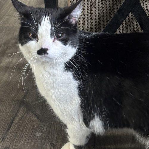 Enlarge Eva, a Adoptable Domestic Short Hair in Kirksville, MO image 4/4