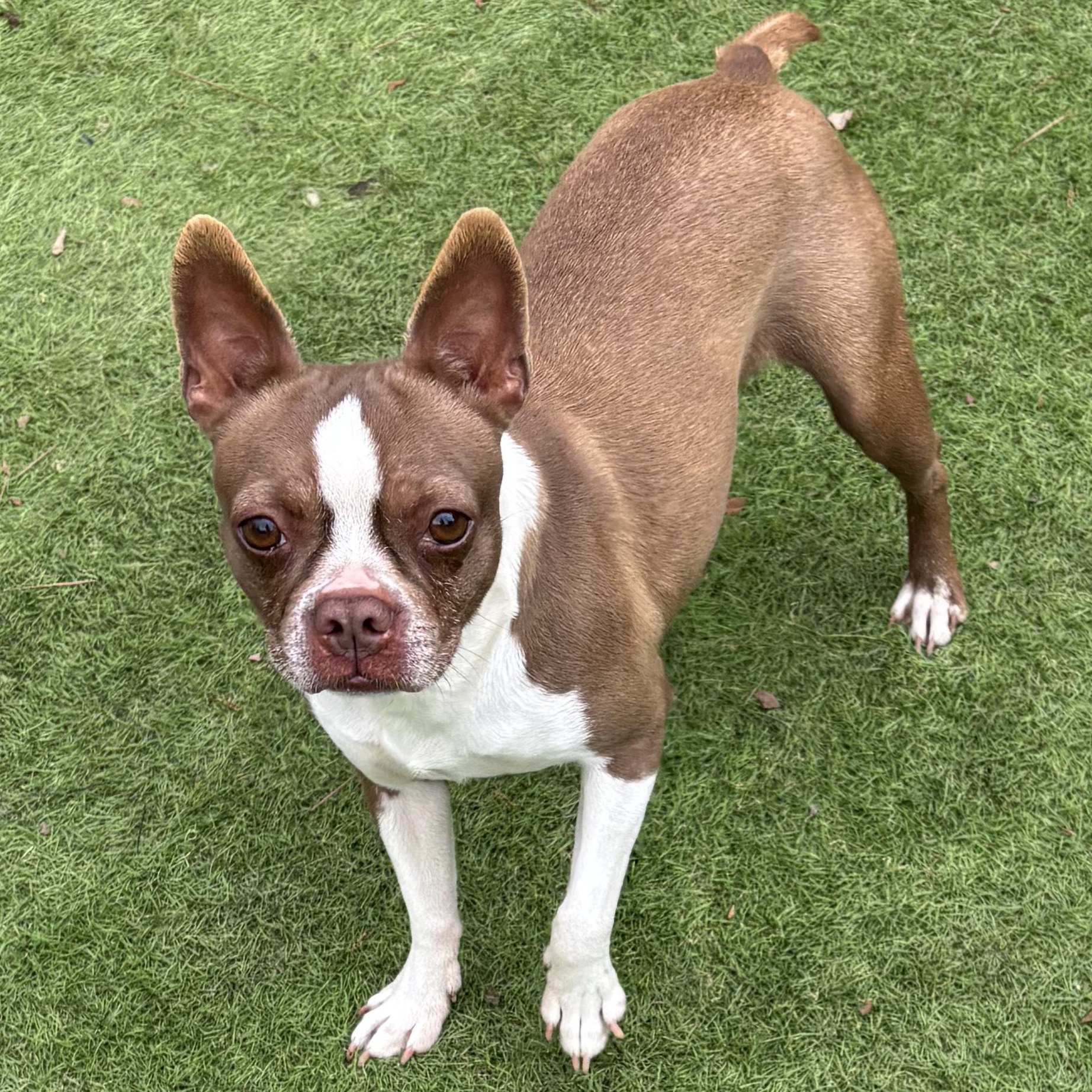 Enlarge Lavender, an adopted Boston Terrier in Oak Bluffs, MA image 1/1