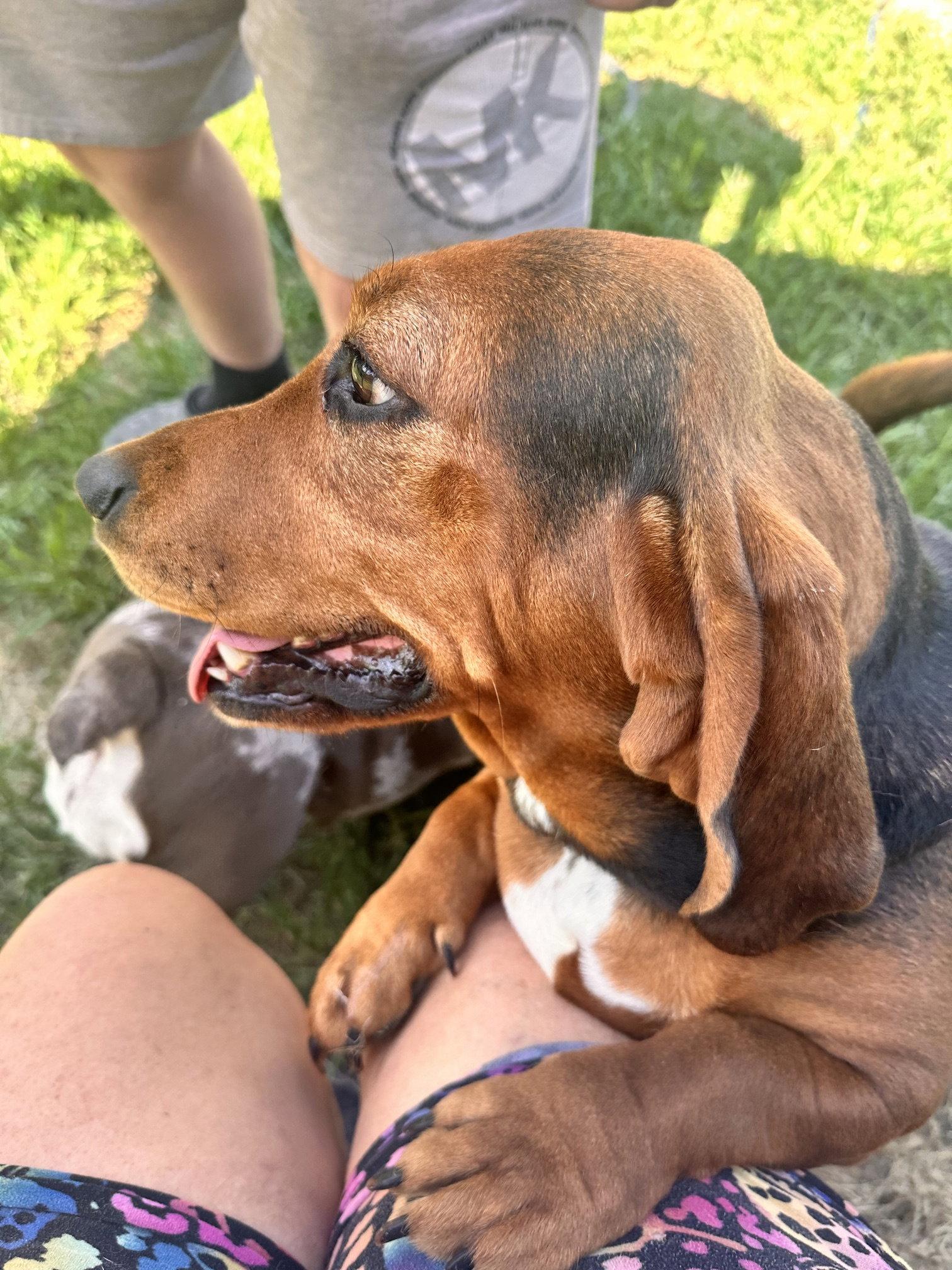 Winnie, Adopted, Adult Female Basset Hound.