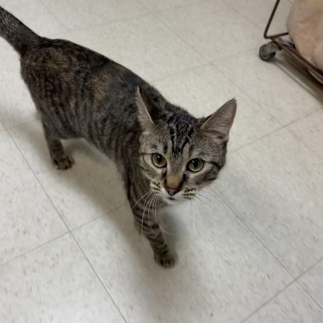 Zelda, Adoptable, Adult Female Domestic Short Hair.