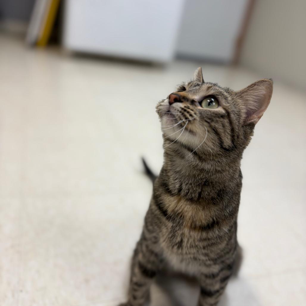 Zelda, a Adoptable Domestic Short Hair in Milford, IA image 2/2