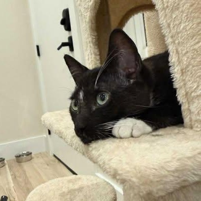 Enlarge Grace, a Adoptable mixed breed in Santa Clara, CA image 2/3