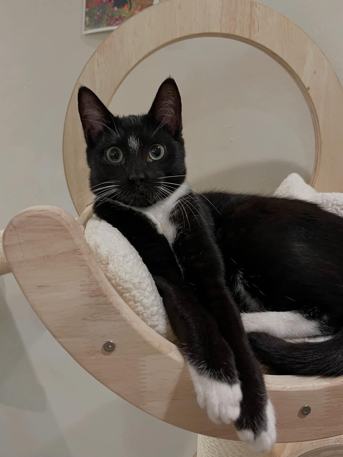 Grace, a Adoptable mixed breed in Santa Clara, CA image 5/6