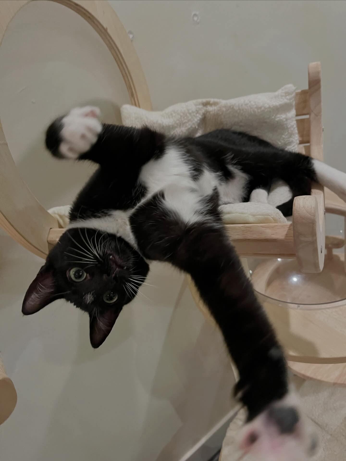 Grace, a Adoptable mixed breed in Santa Clara, CA image 6/6