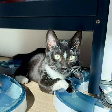 Enlarge Grace, a Adoptable mixed breed in Santa Clara, CA image 1/3