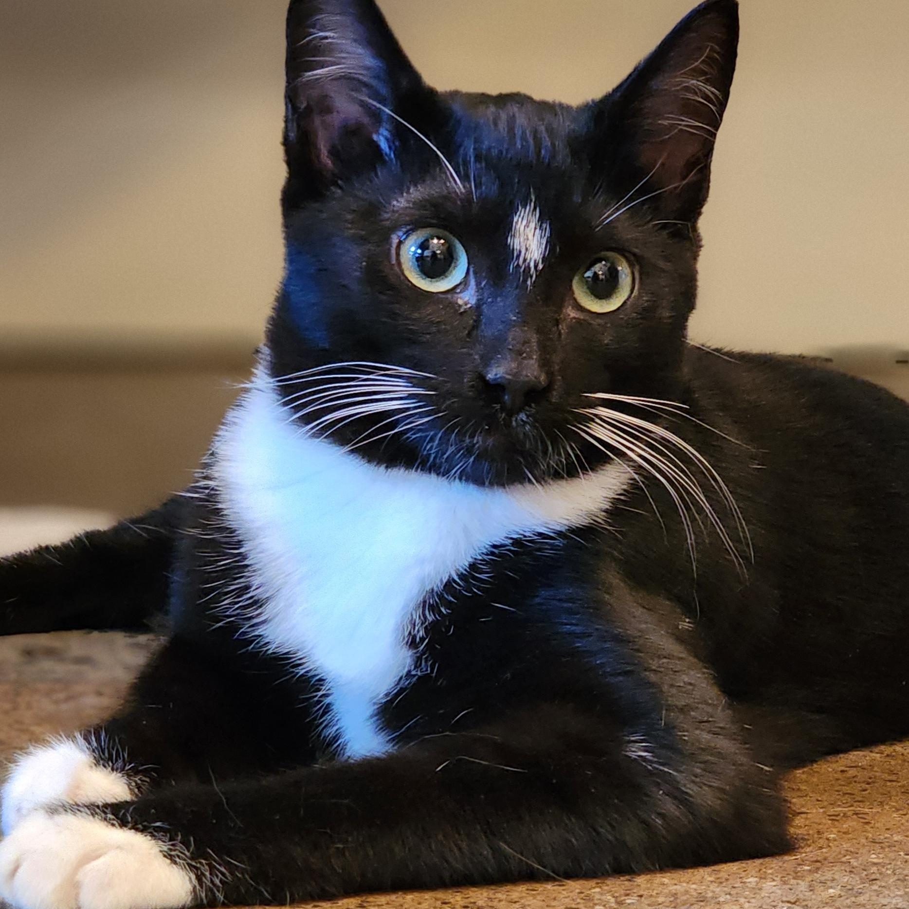 Grace, a Adoptable mixed breed in Santa Clara, CA image 1/6