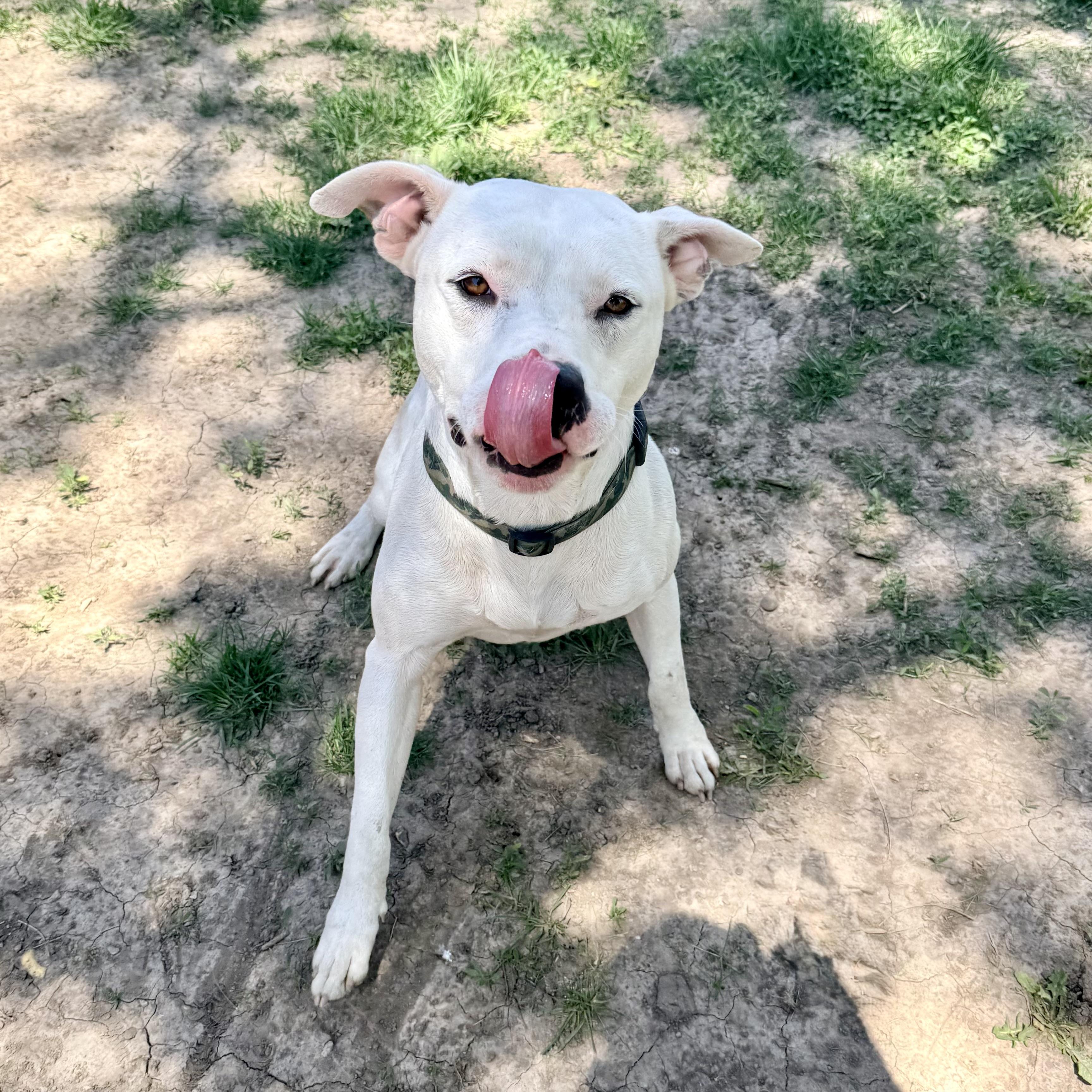 Prince, a ADOPTABLE Pit Bull Terrier in Albany, MO image 6/6
