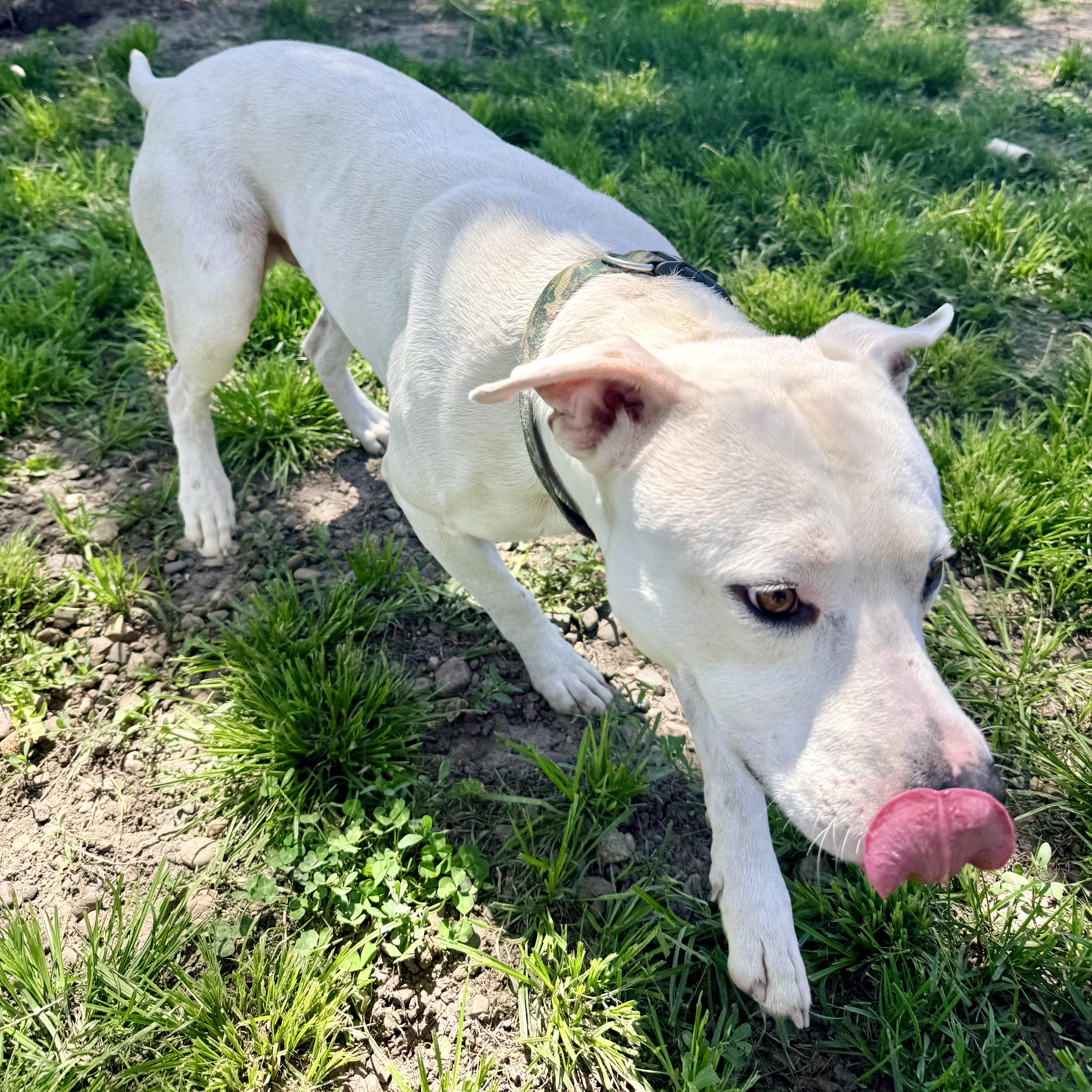Prince, a ADOPTABLE Pit Bull Terrier in Albany, MO image 5/6