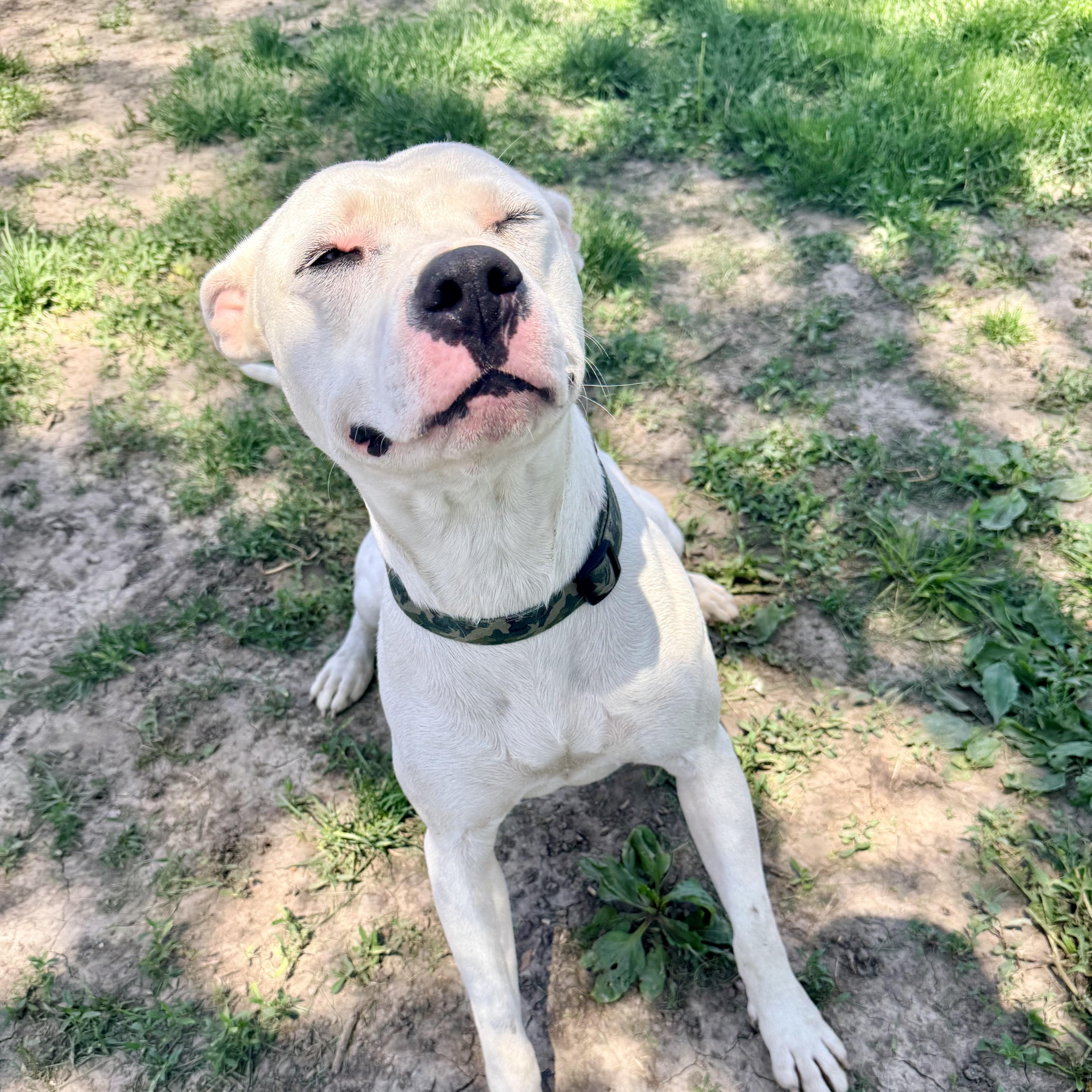Prince, a ADOPTABLE Pit Bull Terrier in Albany, MO image 1/6