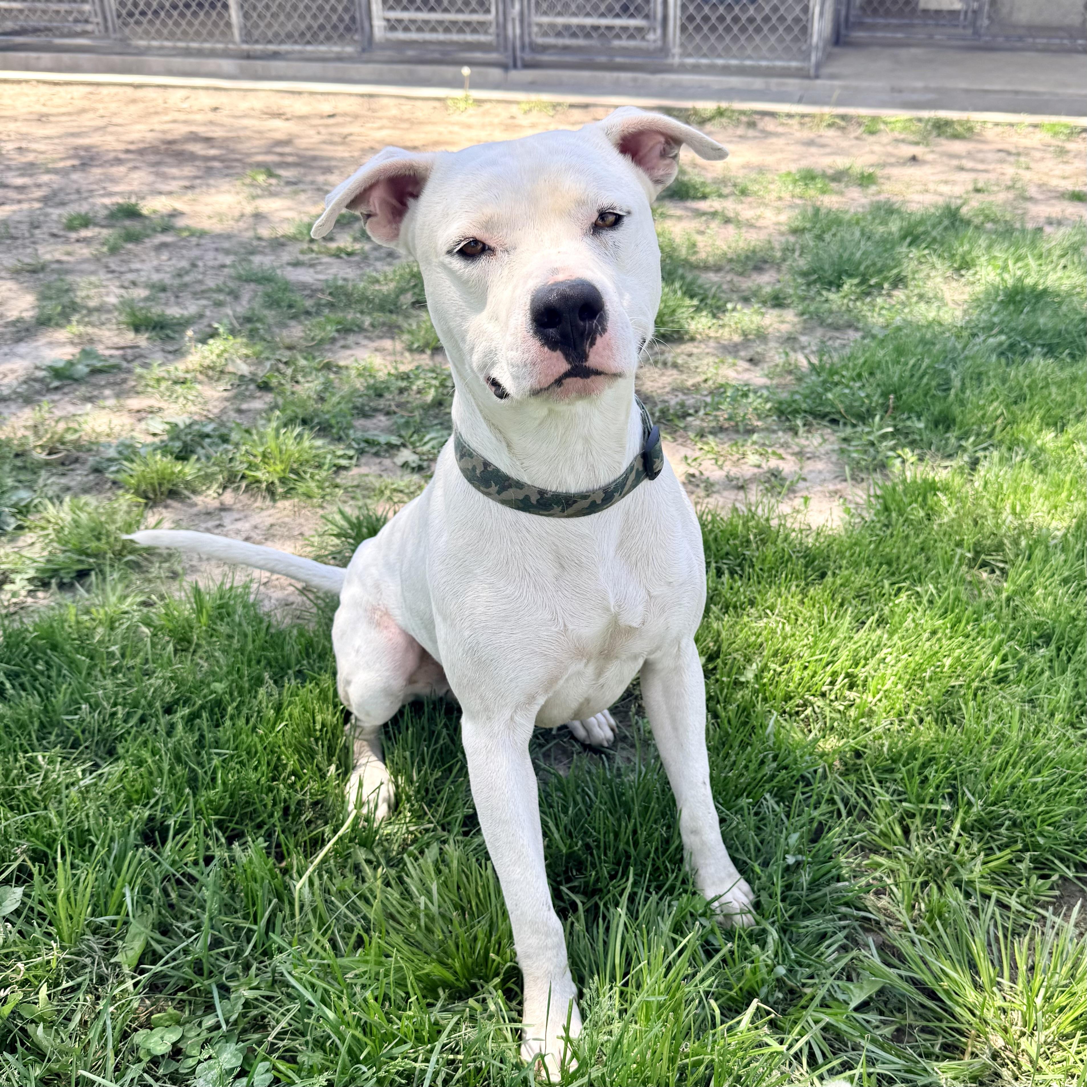 Prince, a ADOPTABLE Pit Bull Terrier in Albany, MO image 2/6