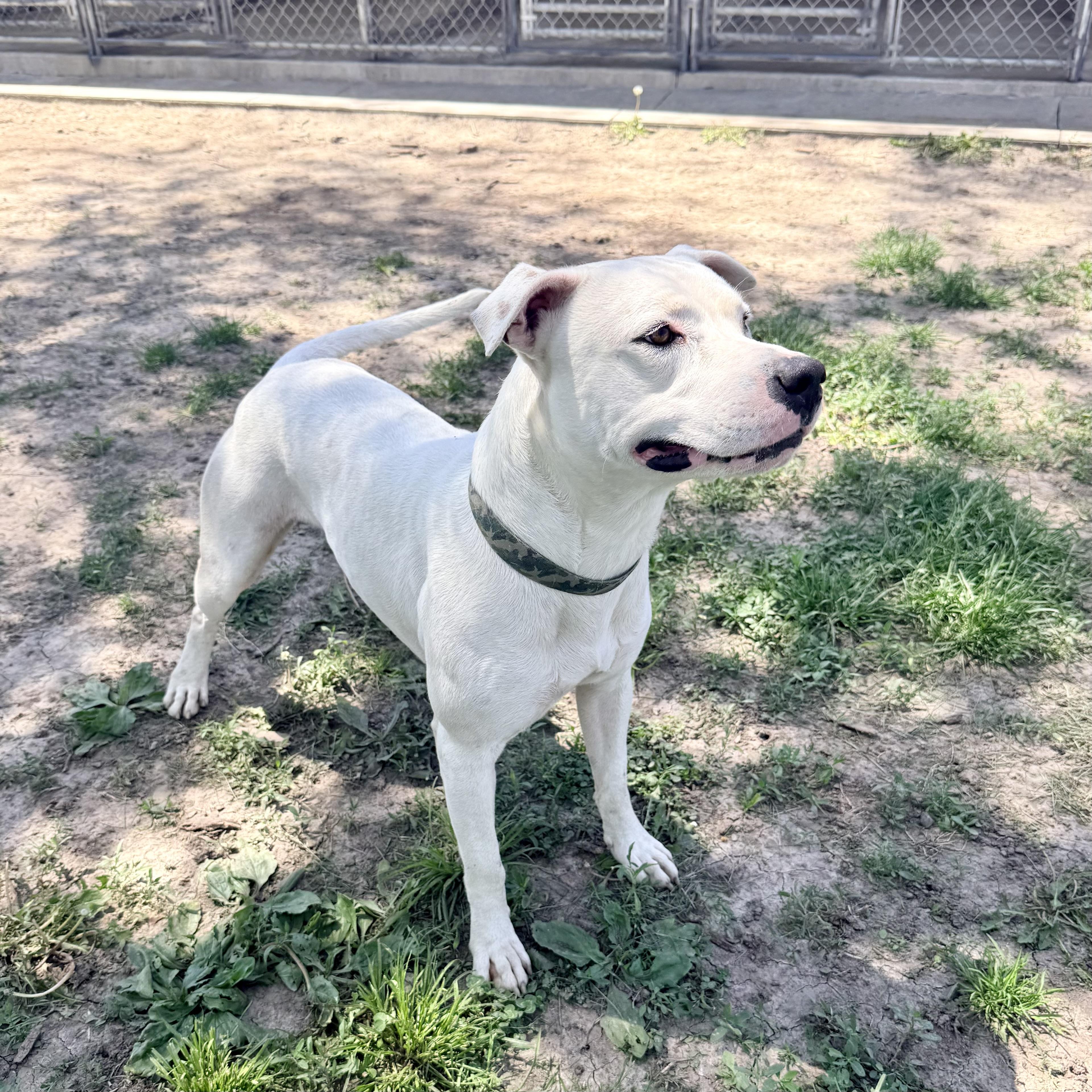 Prince, a ADOPTABLE Pit Bull Terrier in Albany, MO image 3/6