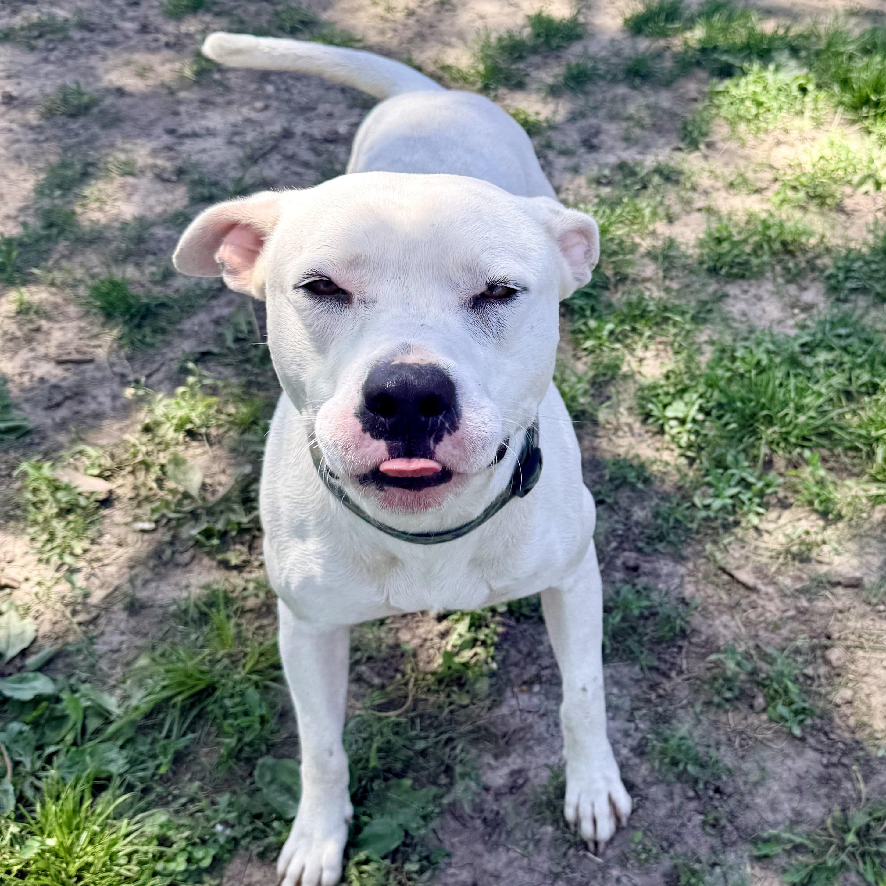 Prince, a ADOPTABLE Pit Bull Terrier in Albany, MO image 4/6