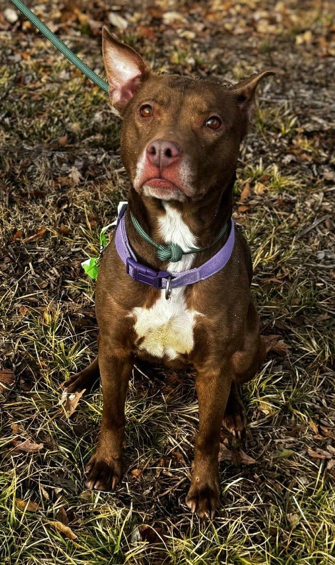 Enlarge hazel, a ADOPTABLE mixed breed in MARION, IN image 4/4