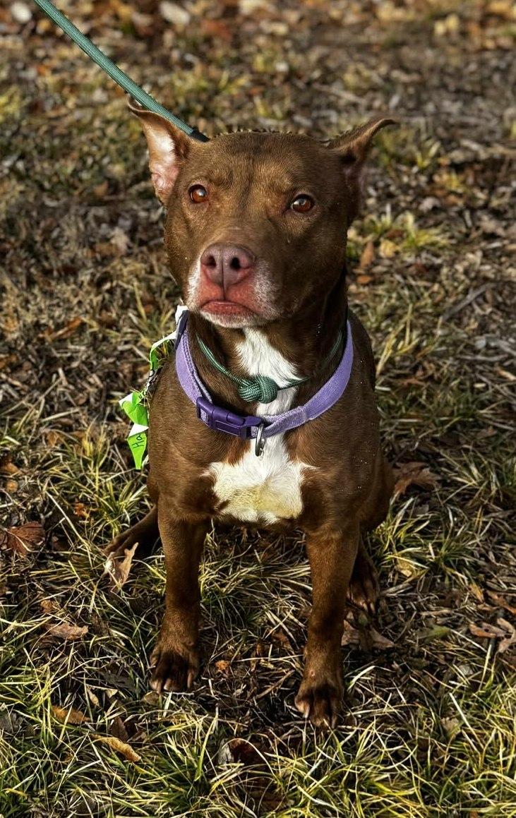 Enlarge hazel, a ADOPTABLE mixed breed in MARION, IN image 3/4