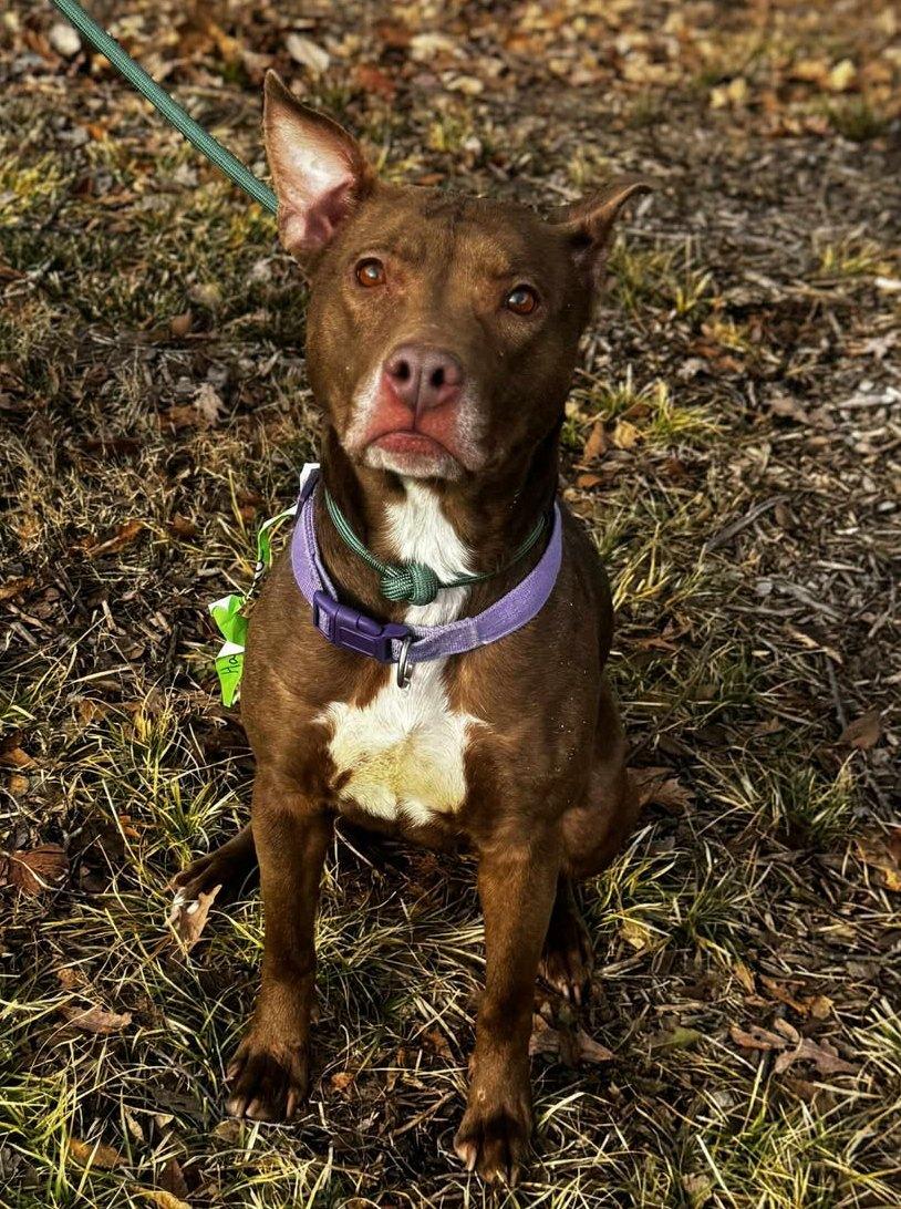 hazel, ADOPTABLE, Young Female Pit Bull Terrier & American Staffordshire Terrier.