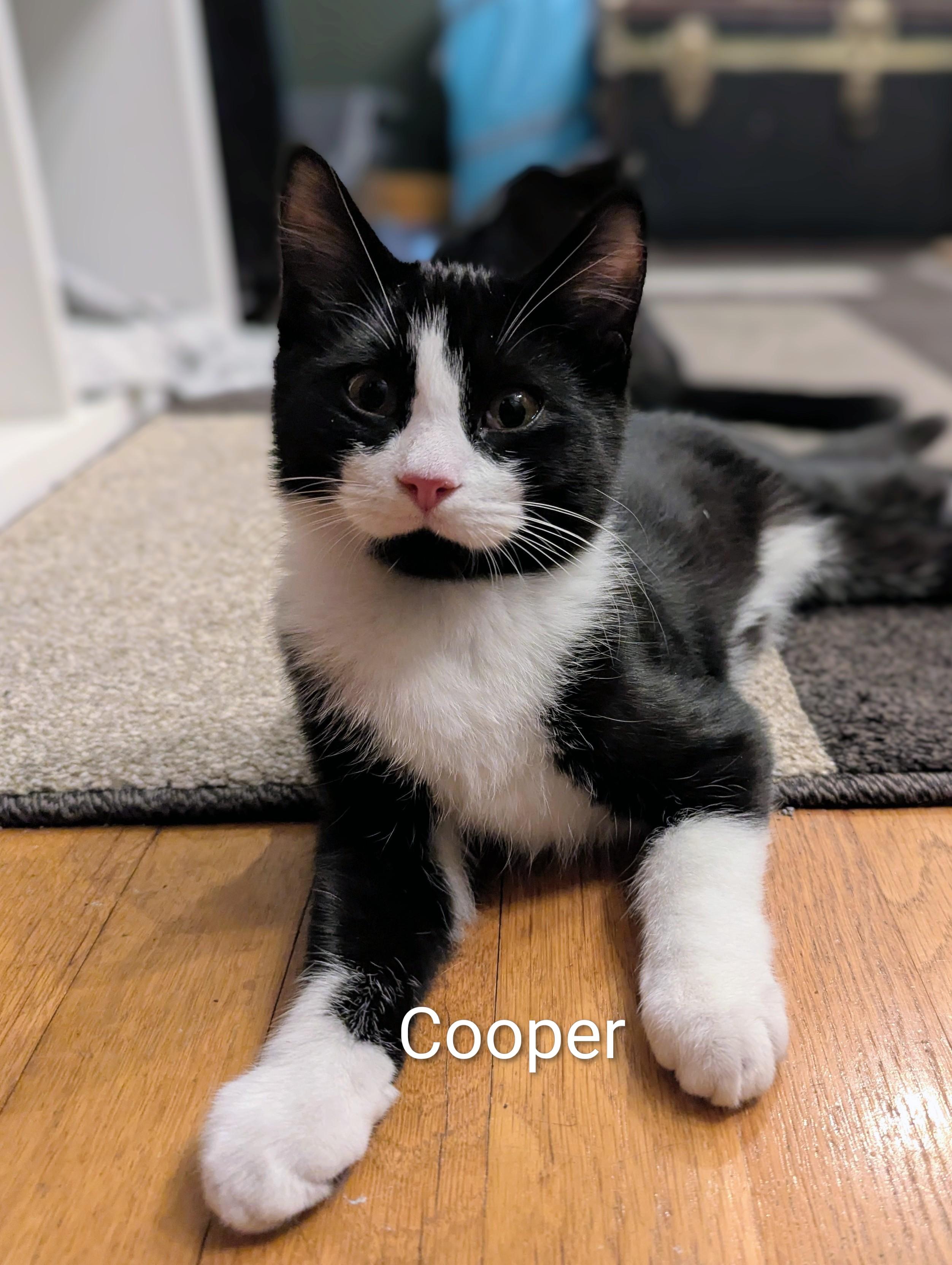 Mason, Adoptable, Kitten Male Tuxedo & Domestic Short Hair.