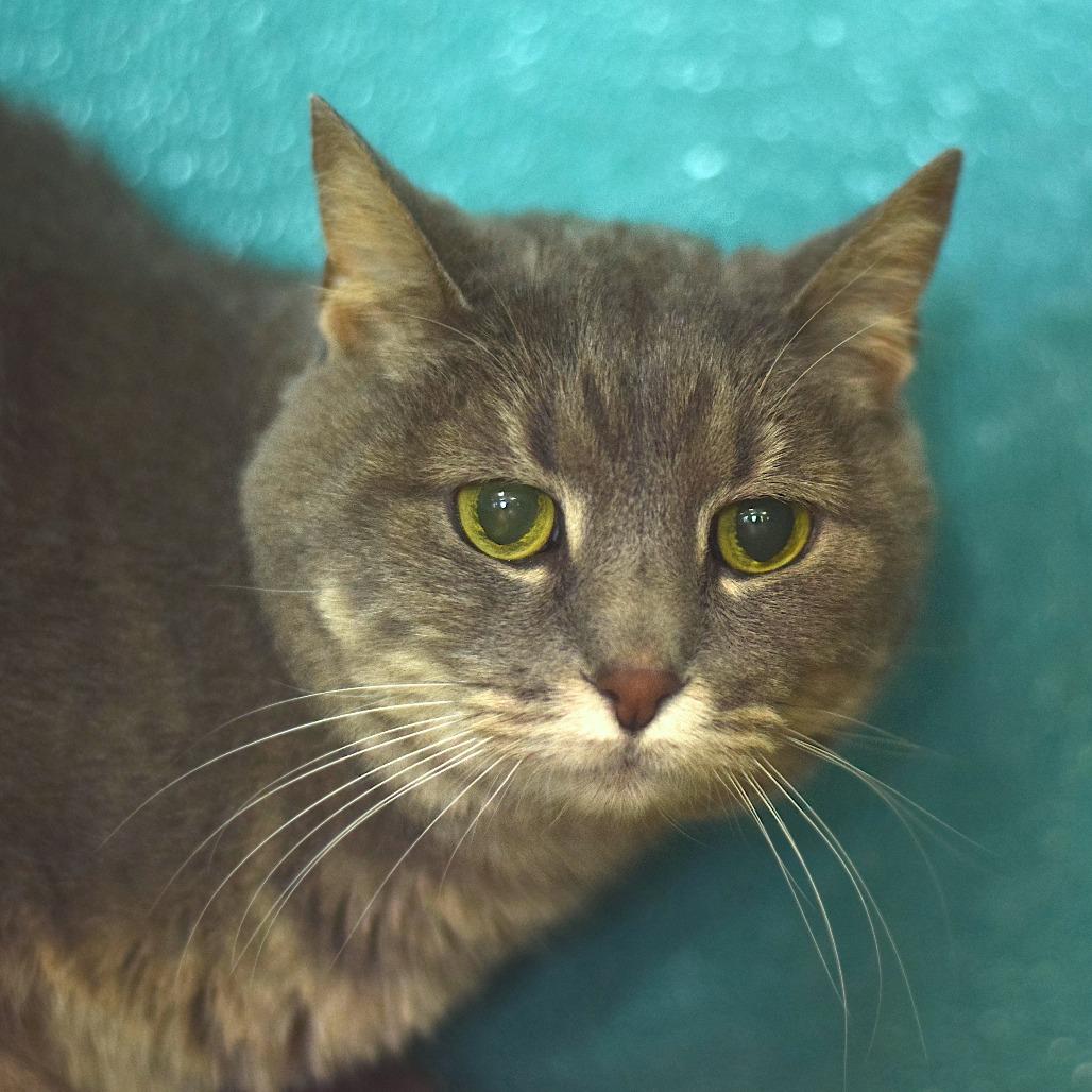 Gracie- Sponsored Adoption, Adoptable, Senior Female Domestic Short Hair.