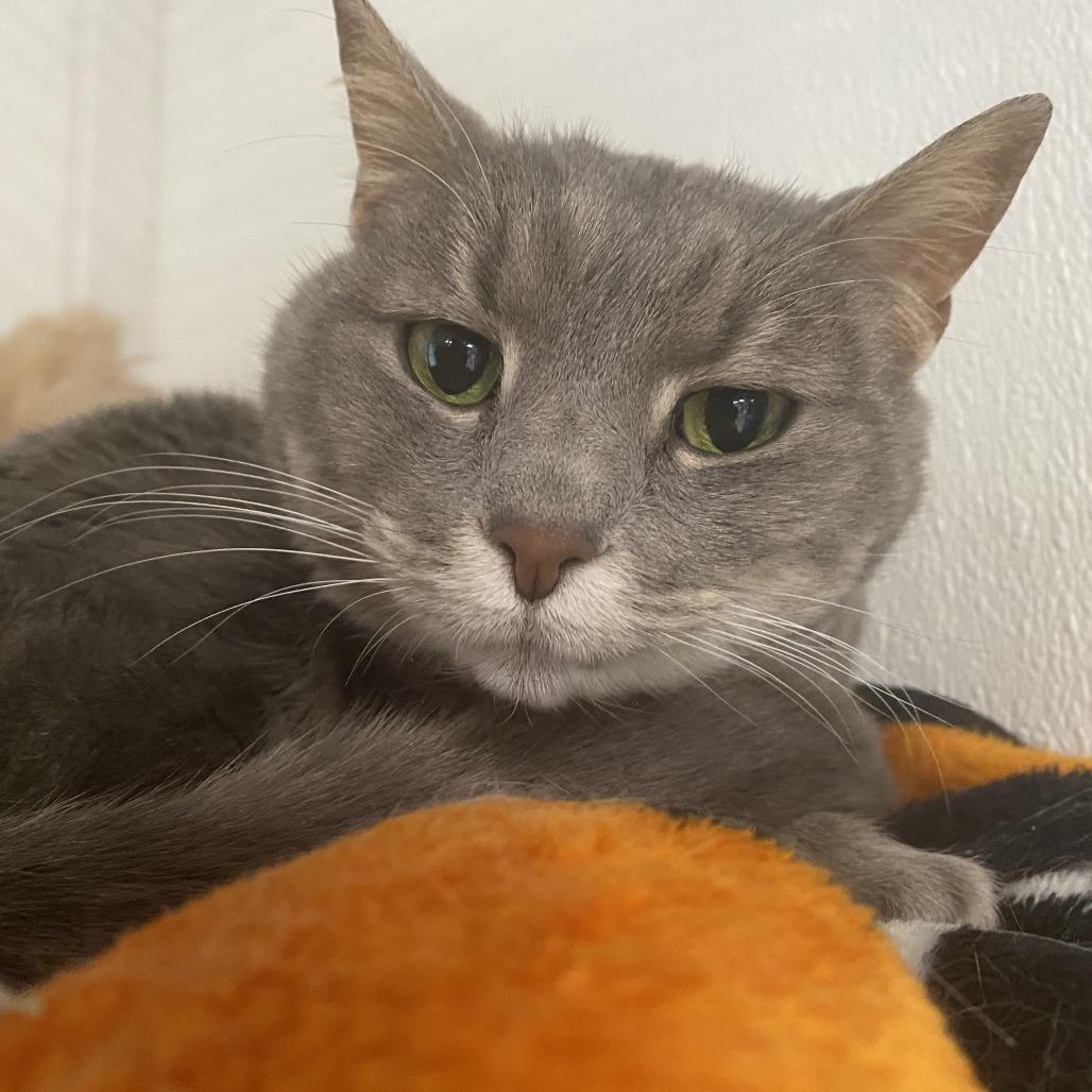 Enlarge Gracie- Sponsored Adoption, a Adoptable Domestic Short Hair in Belleville, IL image 3/5