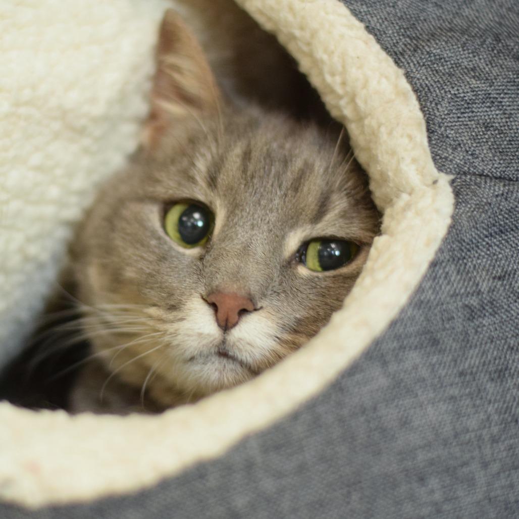 Enlarge Gracie- Sponsored Adoption, a Adoptable Domestic Short Hair in Belleville, IL image 4/5