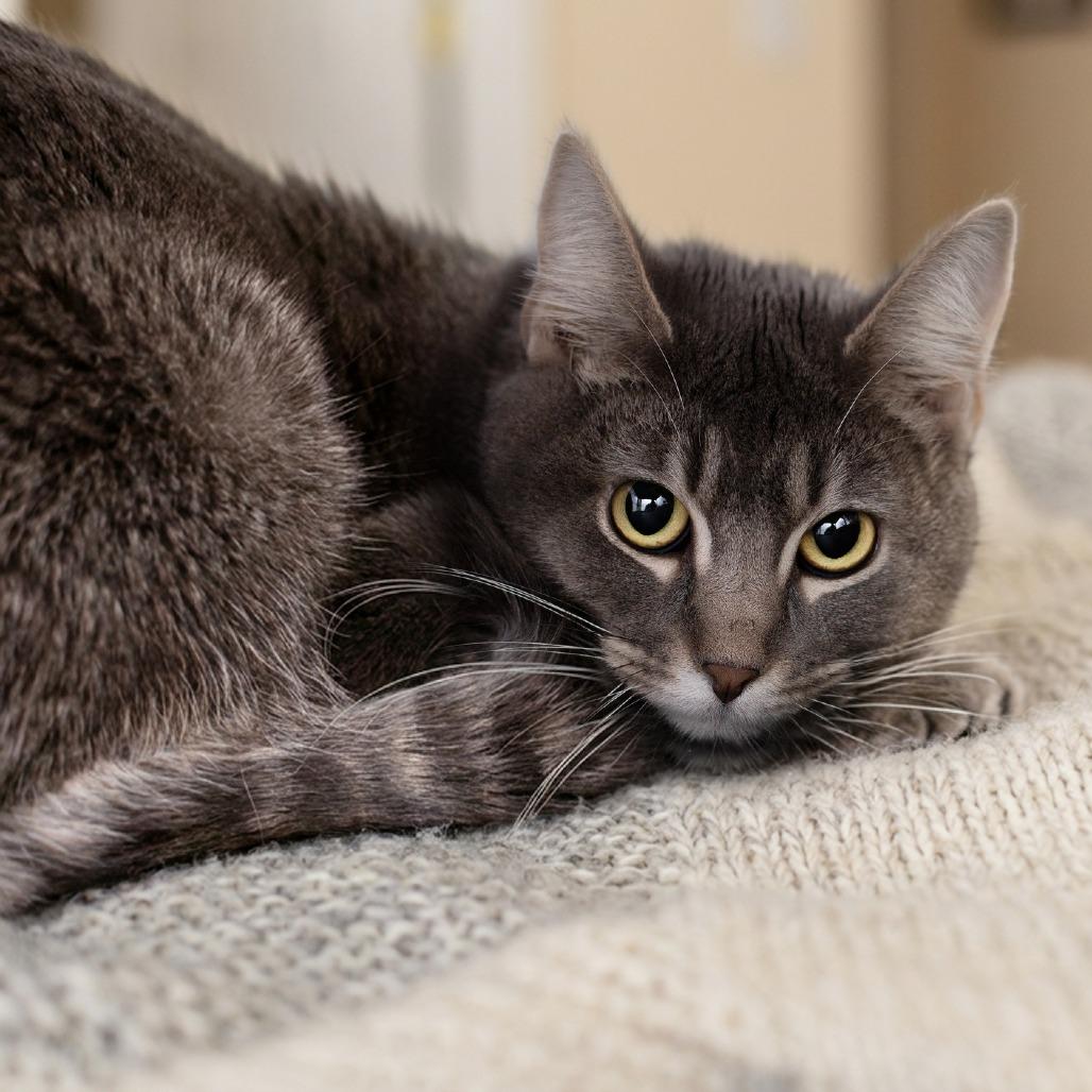 Enlarge Gracie- Sponsored Adoption, a Adoptable Domestic Short Hair in Belleville, IL image 5/5