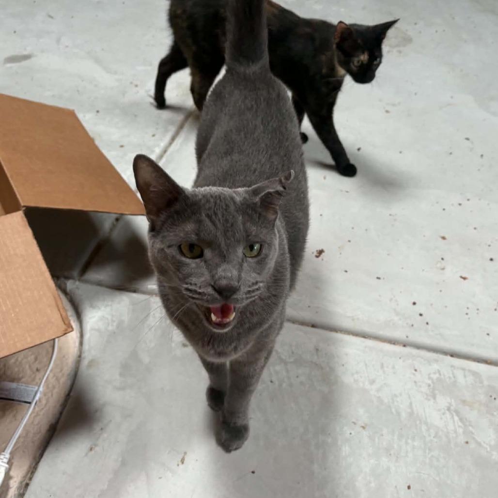 Mojo, Adoptable, Adult Male Domestic Short Hair.