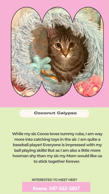 Enlarge Cocoa Calypso, a Adoptable Tabby in Miami, FL image 2/3